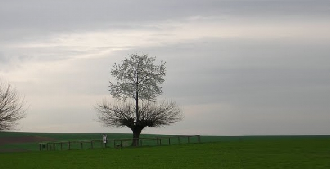 Podwójne drzewo Casorzo