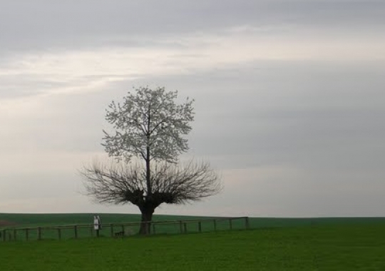 Podwójne drzewo Casorzo