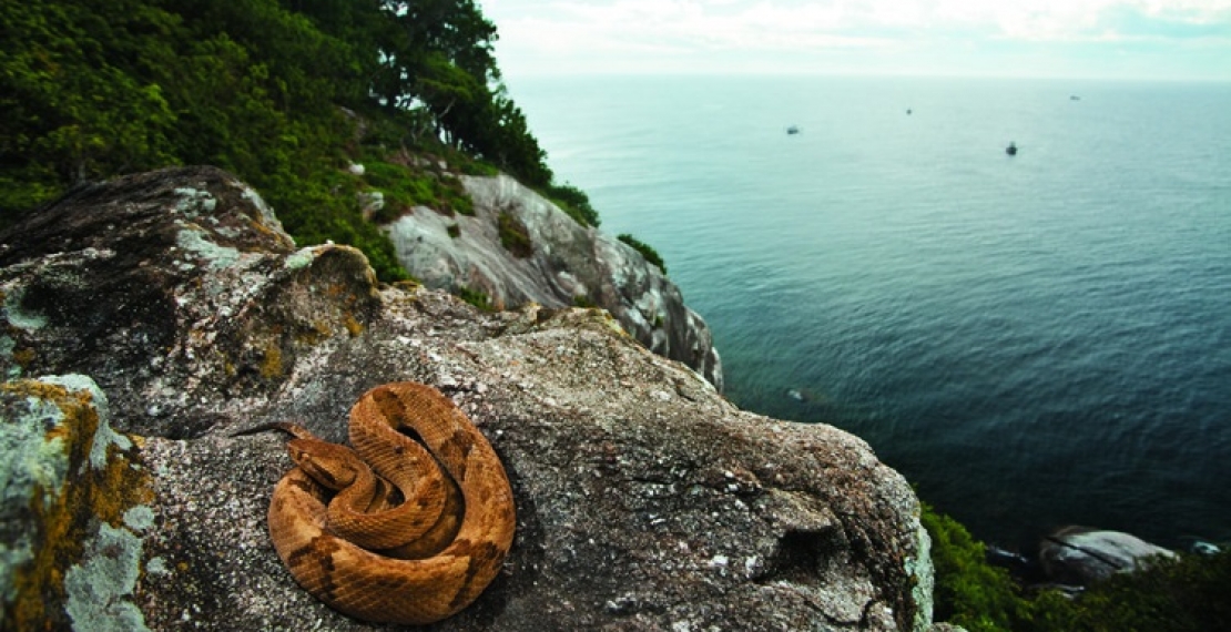 Wyspa Węży