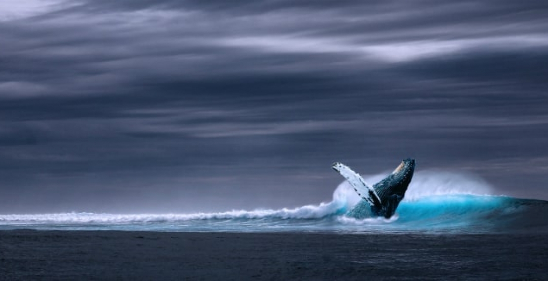 Płetwal błękitny ciekawostki - największe zwierzę na świecie