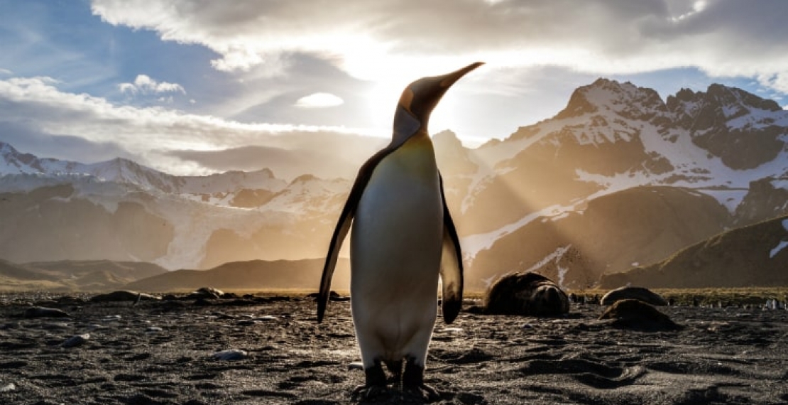 Kolana u pingwinów