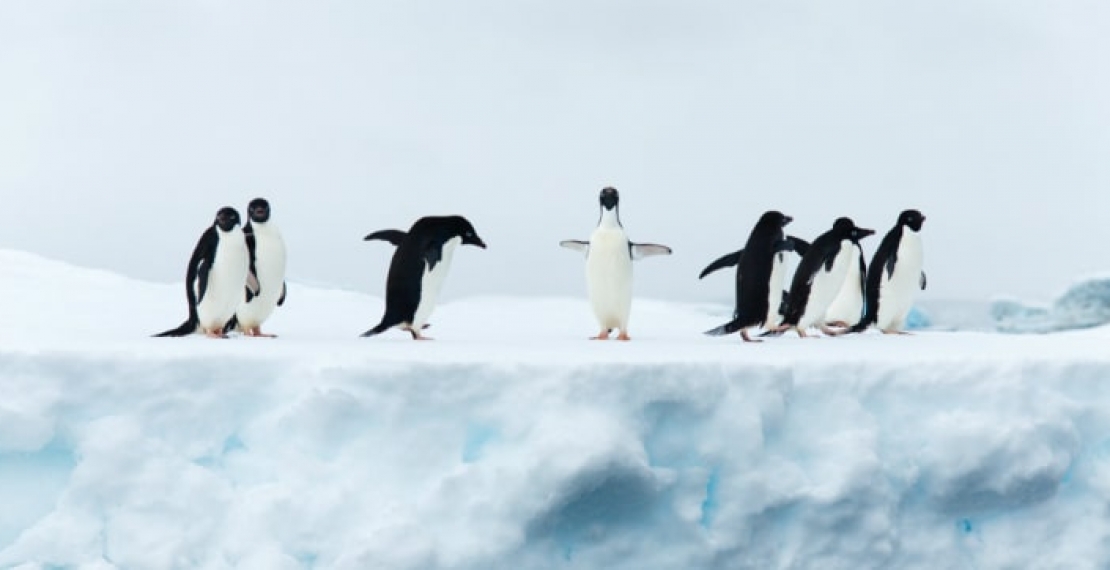Czy pingwiny potrafią latać?