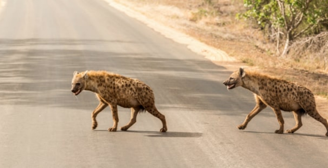 Hiena ciekawostki - co jedzą i gdzie żyją?